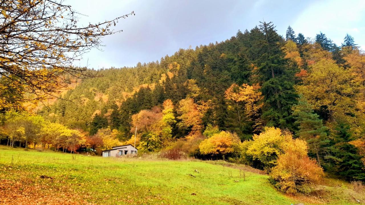 Cozy House In The Forest Bordzjomi Buitenkant foto